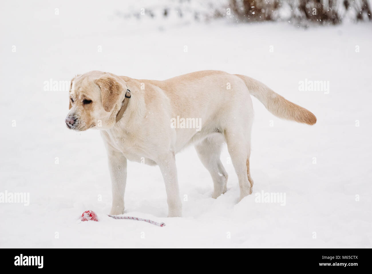 Labrador Retriever Wikipédia