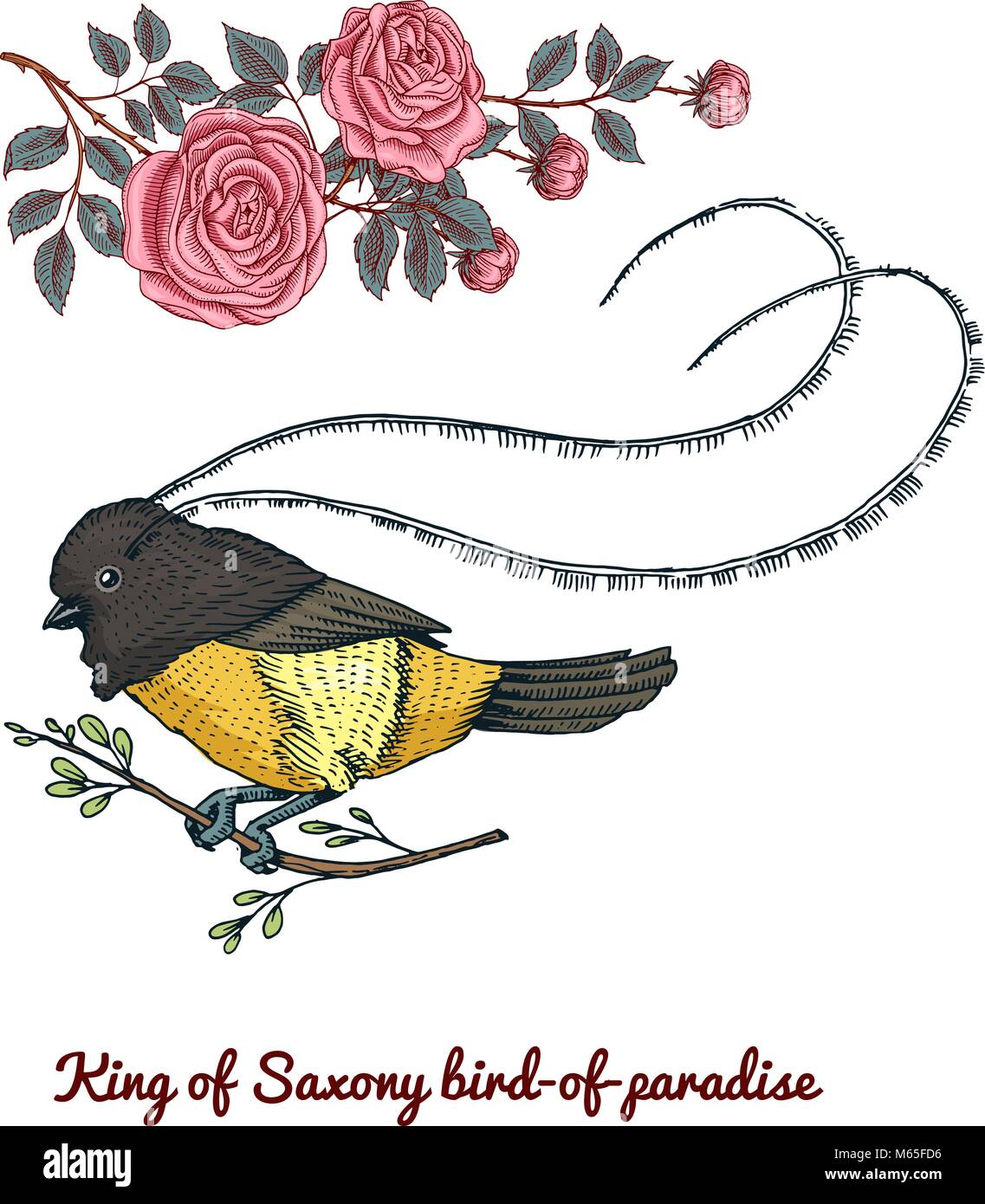 Petits oiseaux de paradis. Roi de Saxe en Nouvelle-Guinée et en Australie. Icônes d'animaux exotiques. Utilisez pour mariage, fête. gravés à la main dans de vieux croquis. Illustration de Vecteur