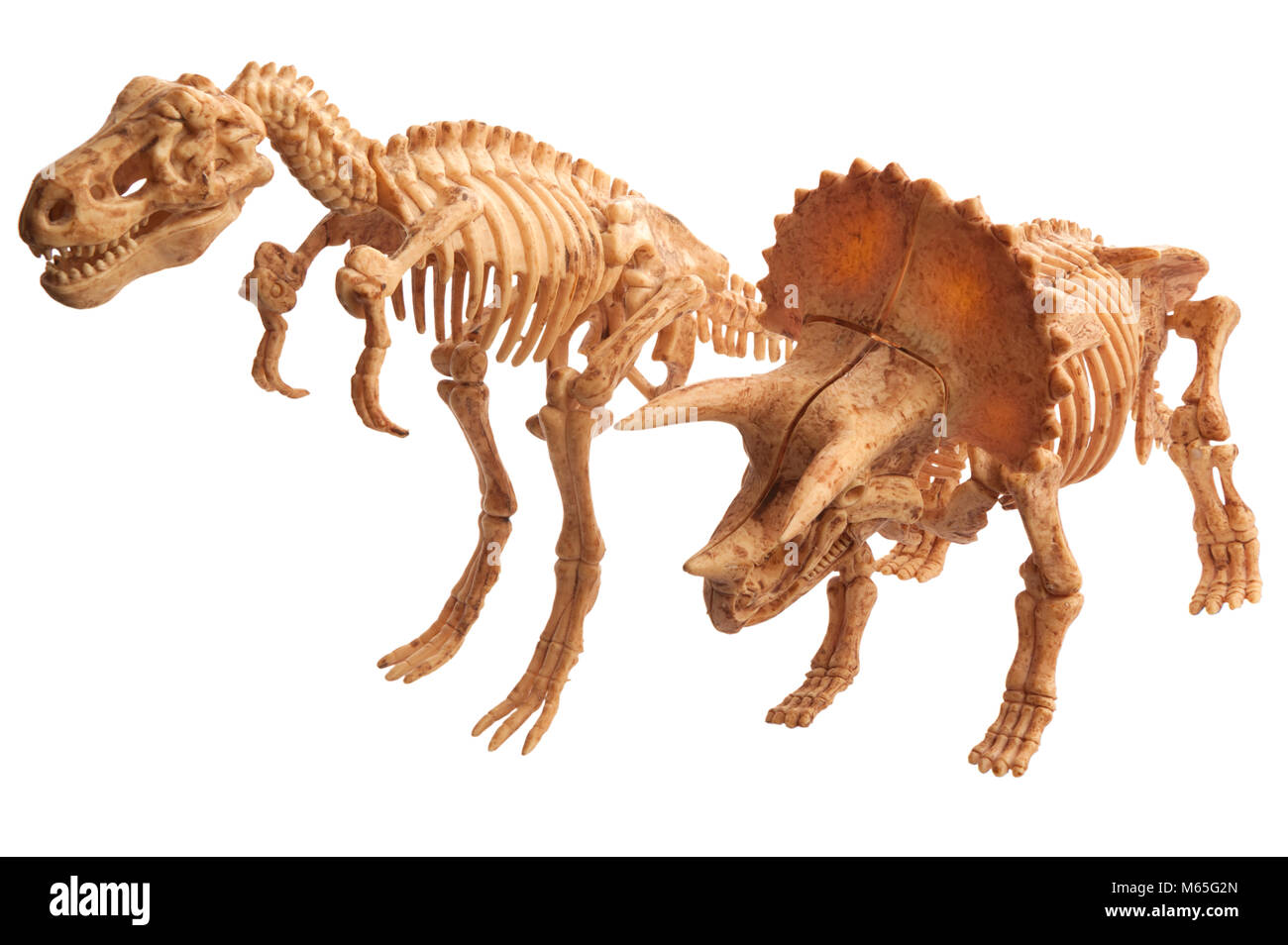 Dinosaure tyrannosaure tyrannosaure jouet et isolé sur fond blanc Banque D'Images