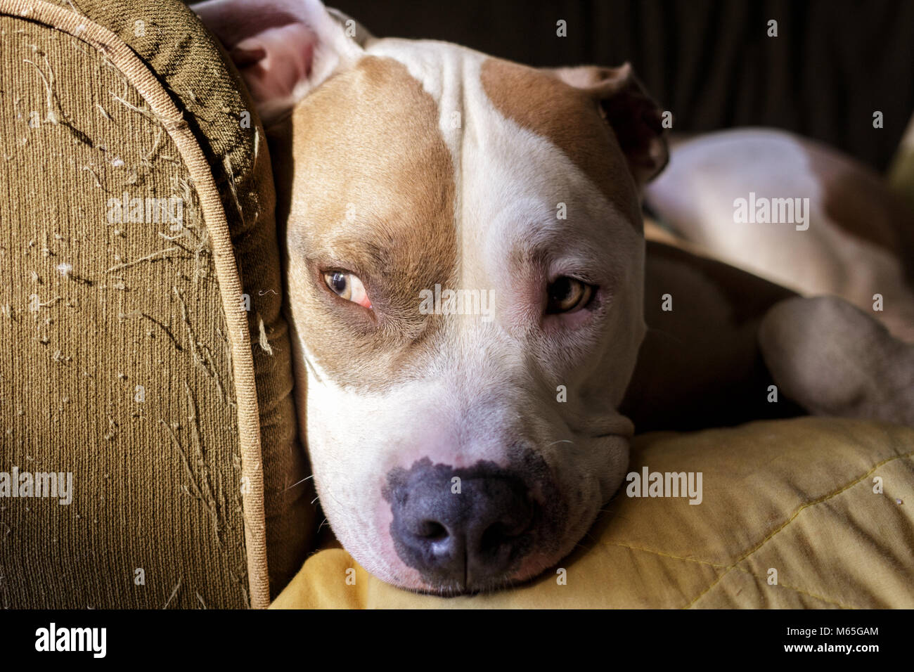 Close-up d'un bull-terrier américain de mine (Canis lupus familiaris) assis sur un canapé dans la lumière du soleil et l'ombre Banque D'Images