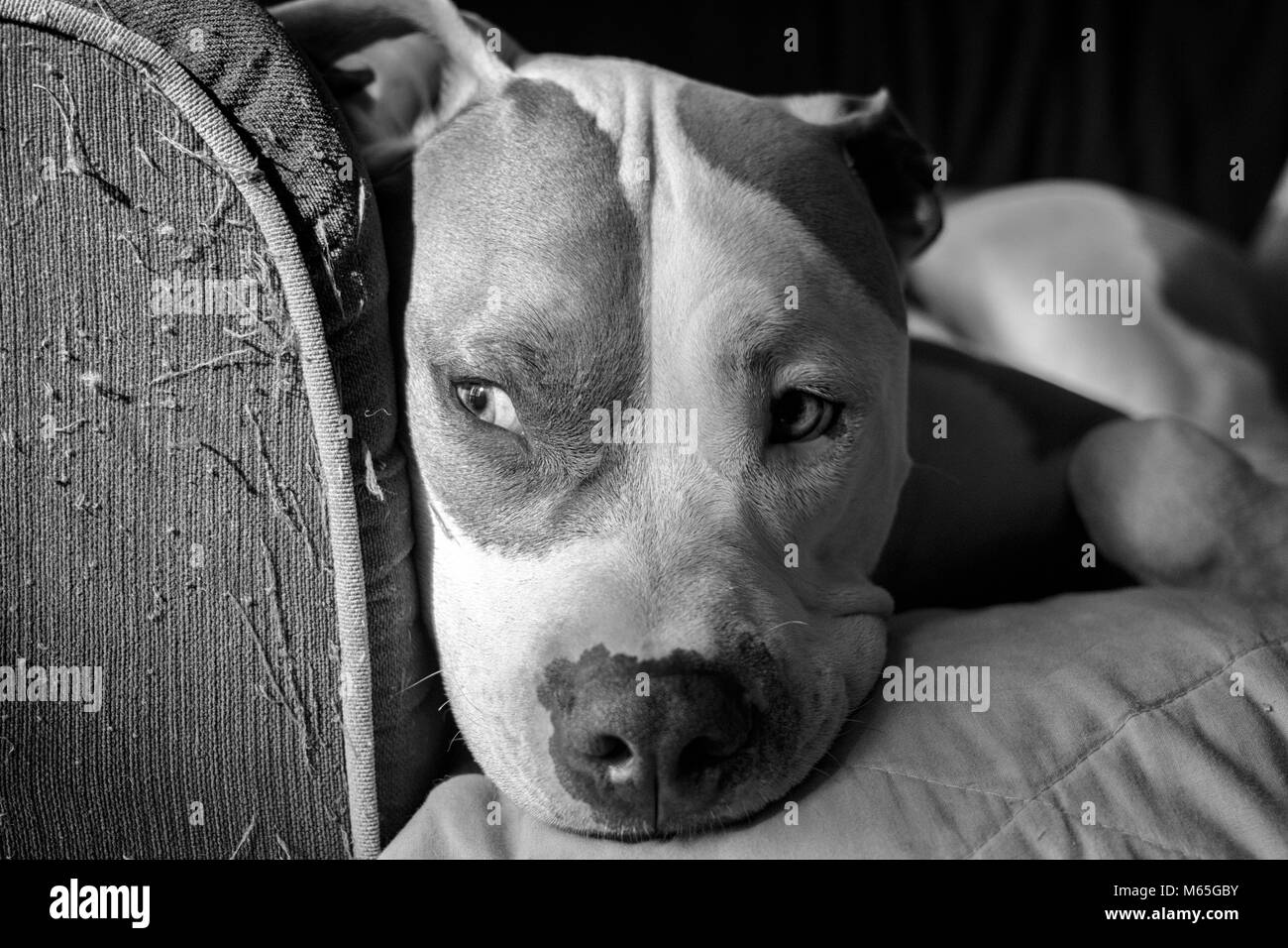 Close-up d'un bull-terrier américain de mine (Canis lupus familiaris) assis sur un canapé dans la lumière du soleil et l'ombre Banque D'Images