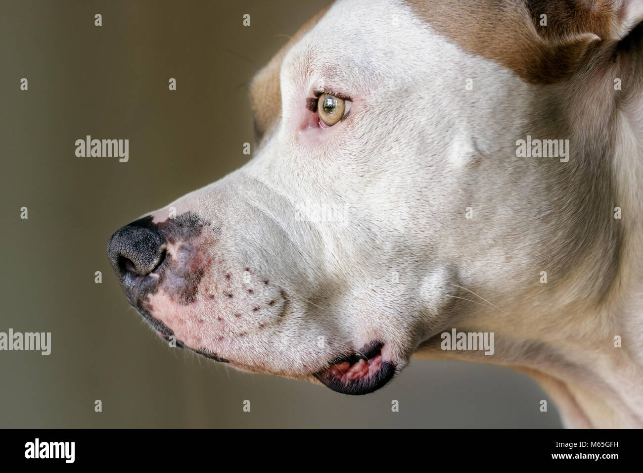 Ce gros plan montre le profil d'un pitbull de race mixte Chien (américain et américain Staffordshire Pit Bull Terriers) (Canis lupus familiaris) Banque D'Images