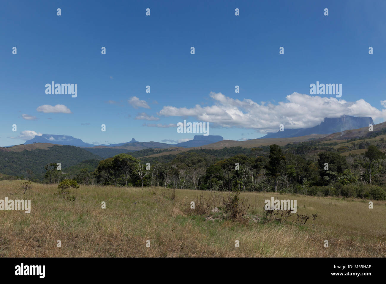 Gran Sabana au Venezuela, Parc national Canaima. Banque D'Images