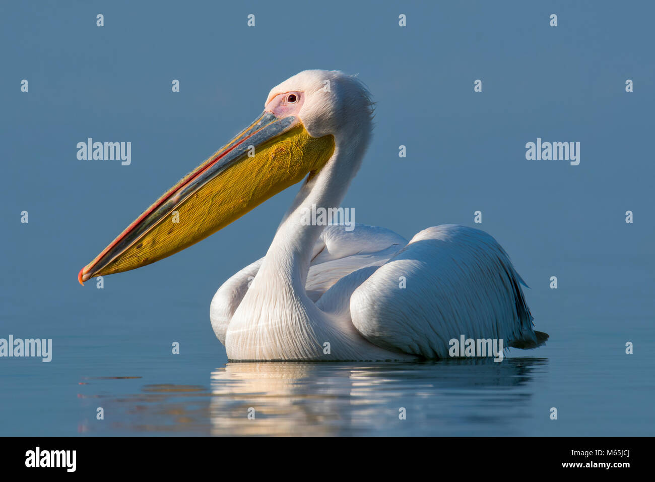 Pélican frisé Banque D'Images