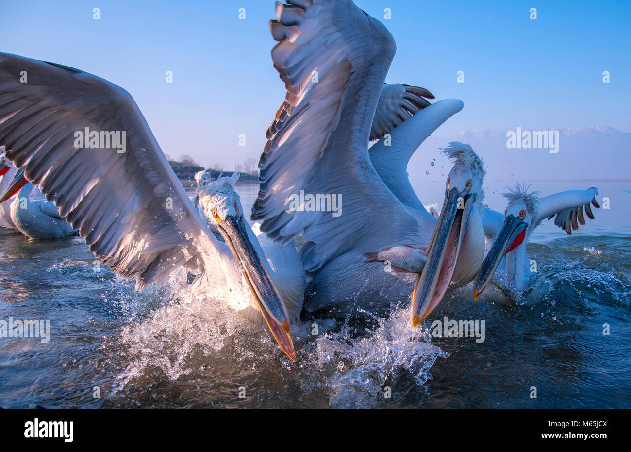 Pélican frisé Banque D'Images