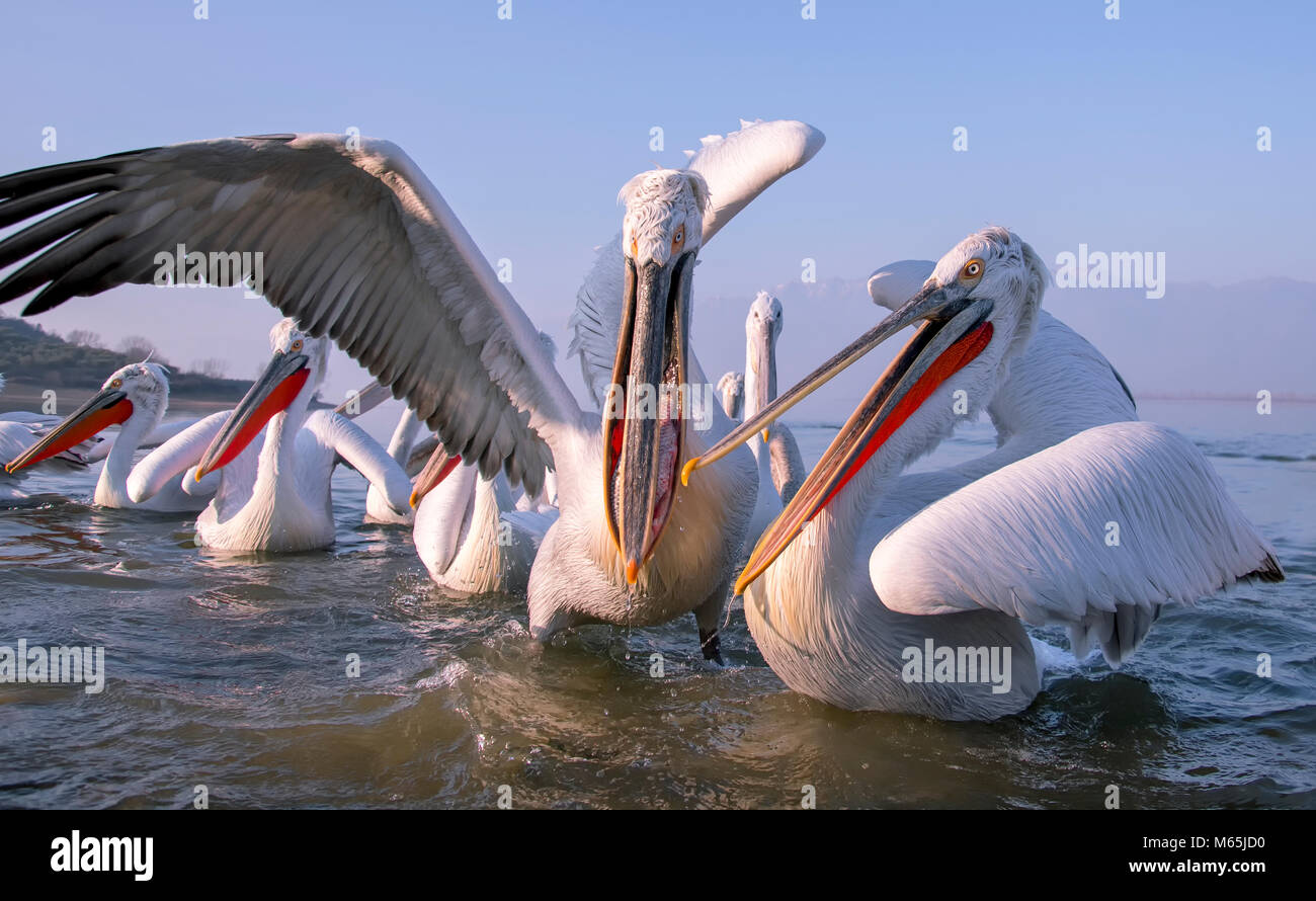 Pélican frisé Banque D'Images