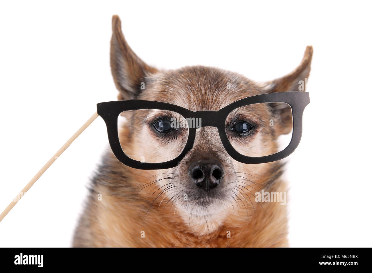 Cute chihuahua avec un papier sur un bâton prop verres à shot studio isolé sur fond blanc Banque D'Images