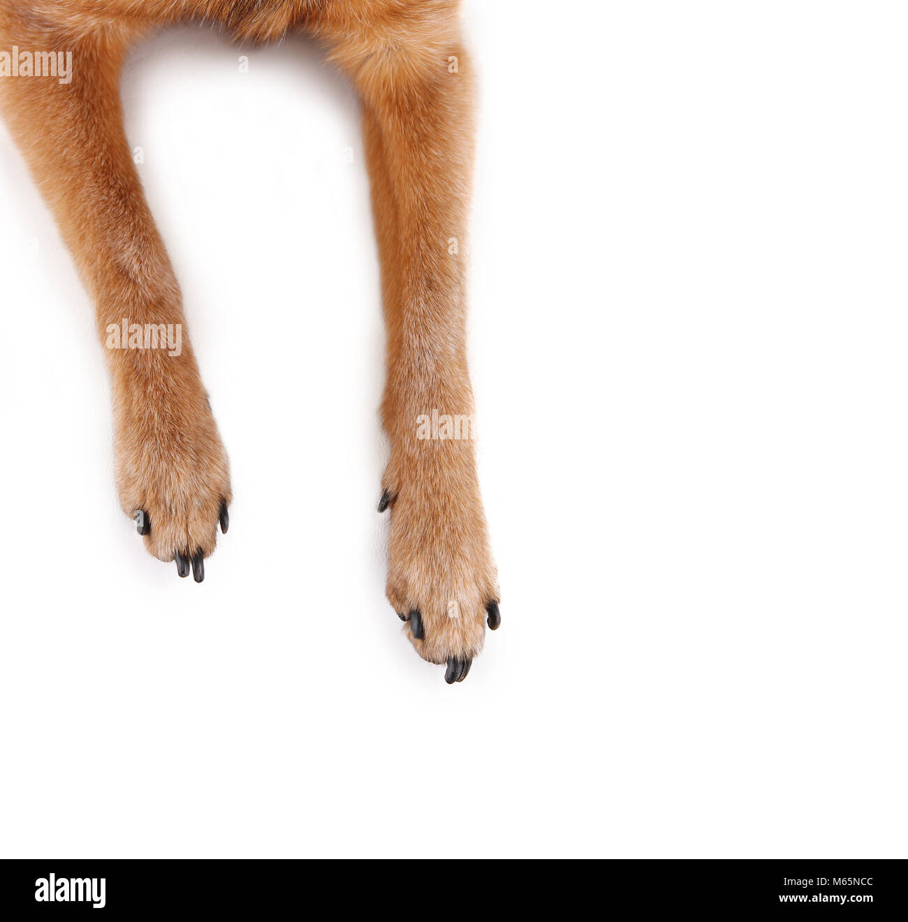Vue aérienne de chihuahua mix les jambes et pieds studio shot isolé sur fond blanc Banque D'Images