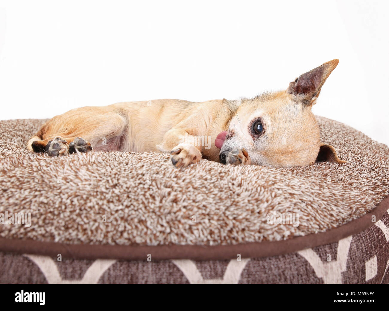 Mignon petit chihuahua reposant sur un animal moelleux lit avec sa langue, studio shot isolé sur fond blanc Banque D'Images