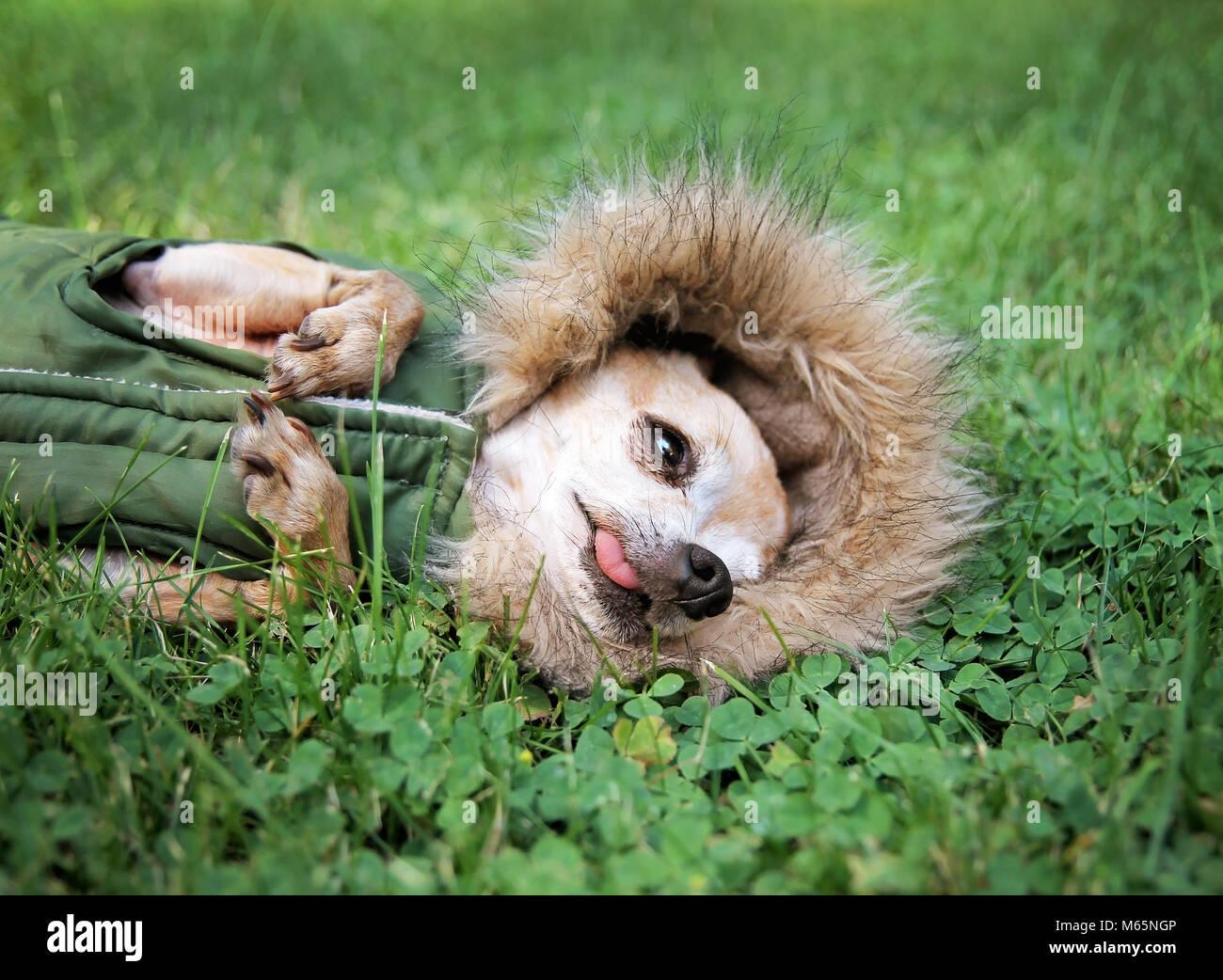Cute chihuahua couché dans l'herbe verte avec clover portant un manteau de fourrure comme hoodie Banque D'Images