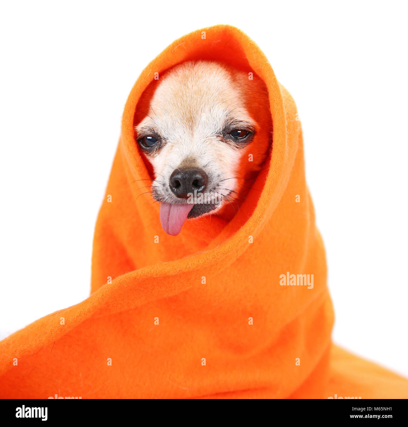 Hauts mignon chihuahua enveloppé dans une couverture orange studio shot isolé sur fond blanc Banque D'Images