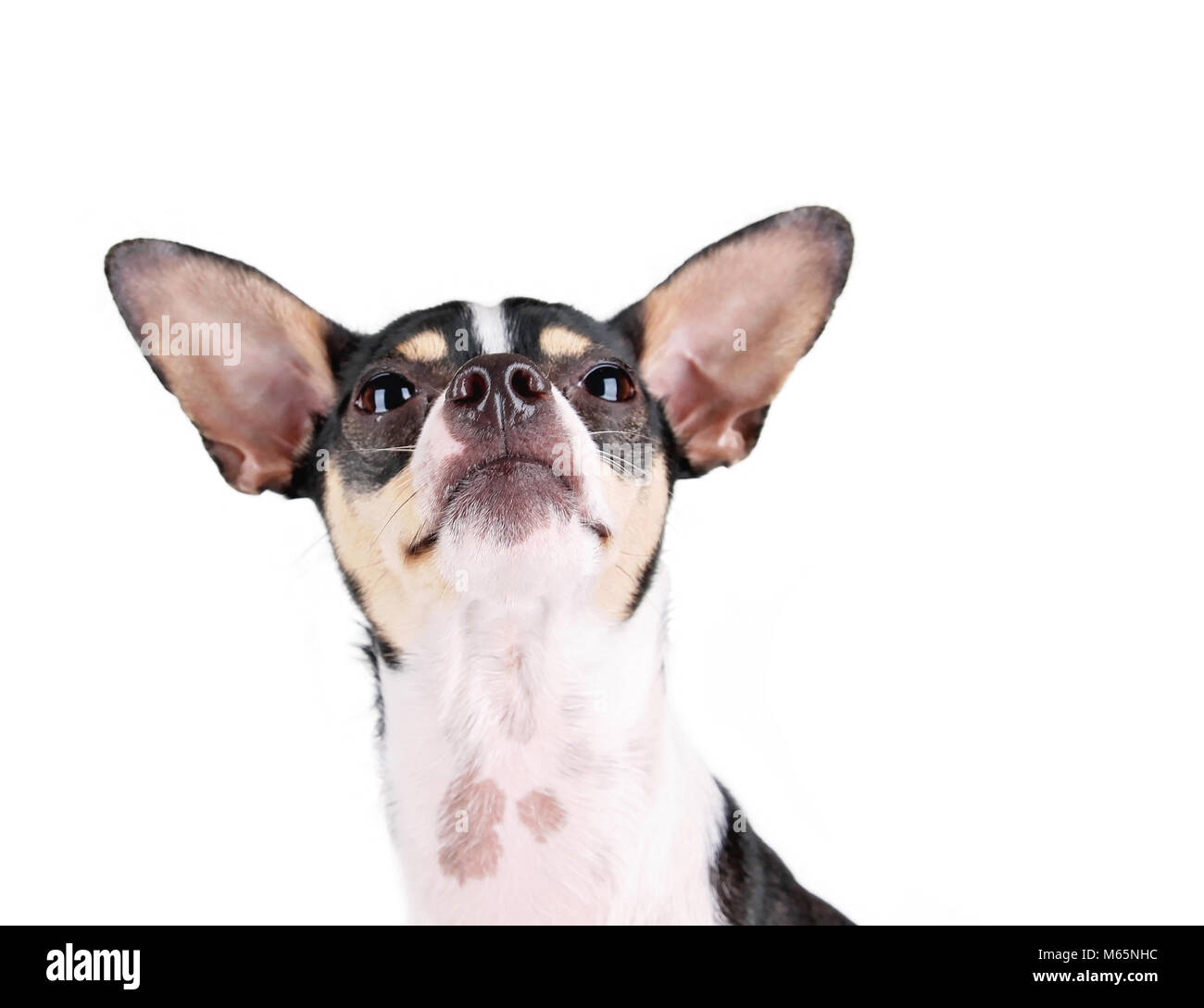 Terrier mignon à up studio shot isolé sur fond blanc Banque D'Images