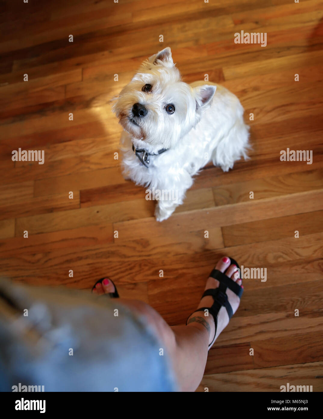 West Highland Terrier mignon mendier pour un festin à ses pieds du propriétaire sur un plancher de bois franc à la lumière ambiante Banque D'Images