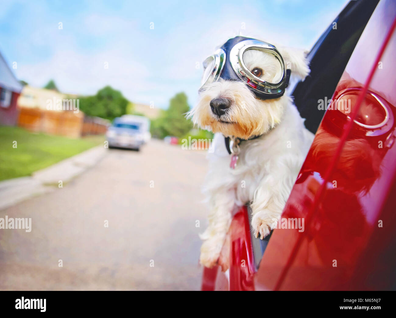 West Highland White Terrier avec lunettes sur équitation dans une voiture avec la vitre vers le bas dans un milieu urbain de la ville sur une chaude journée d'été ensoleillée Banque D'Images
