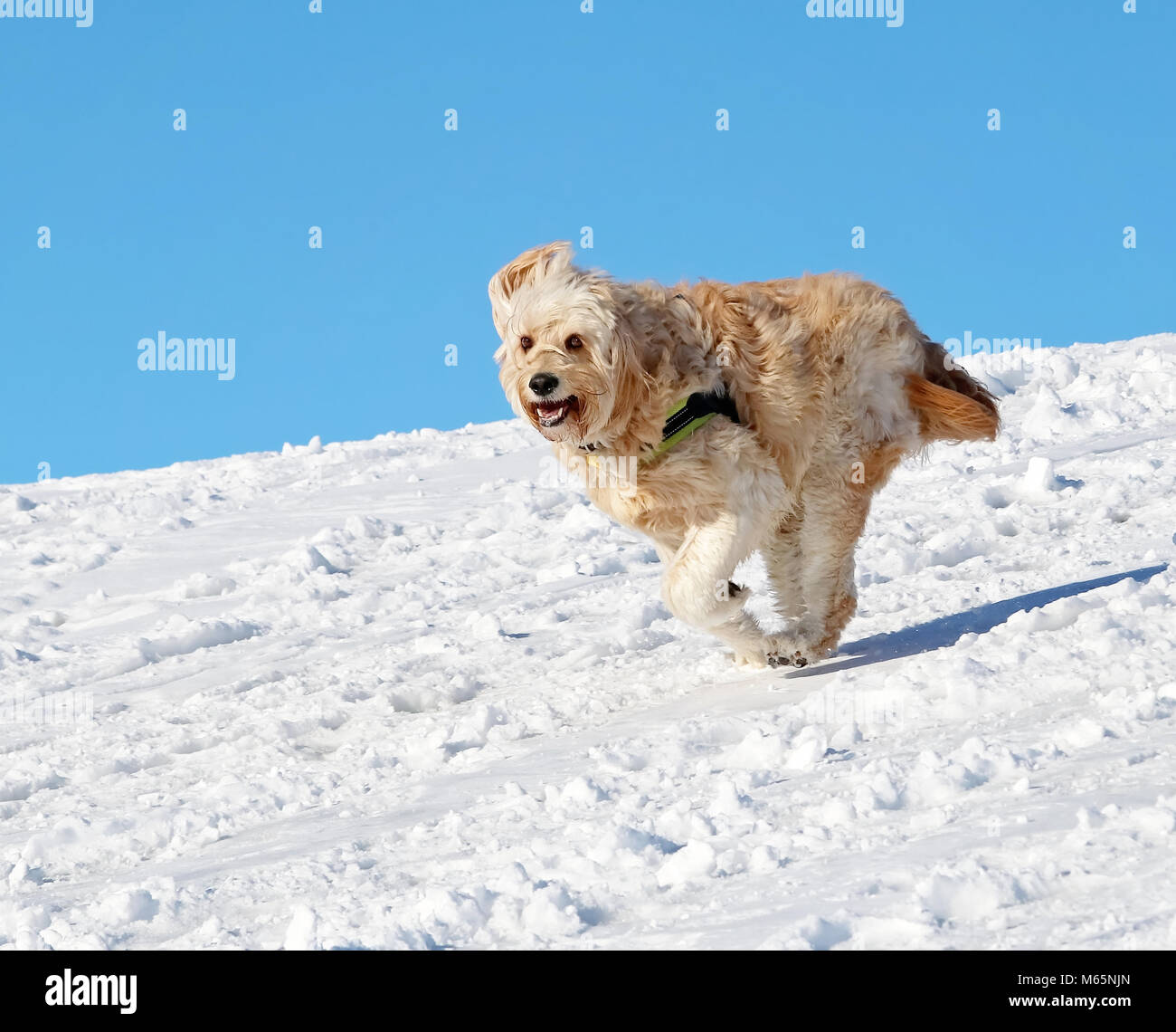 Golden doodle à jouer avec un jouet sur une colline sur un jour d'hiver ensoleillé Banque D'Images