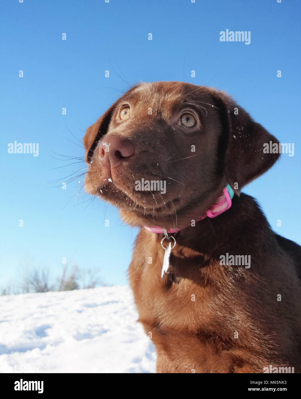 Mignon chiot labrador chocolat assis dehors dans la neige sur un jour d'hiver ensoleillé Banque D'Images