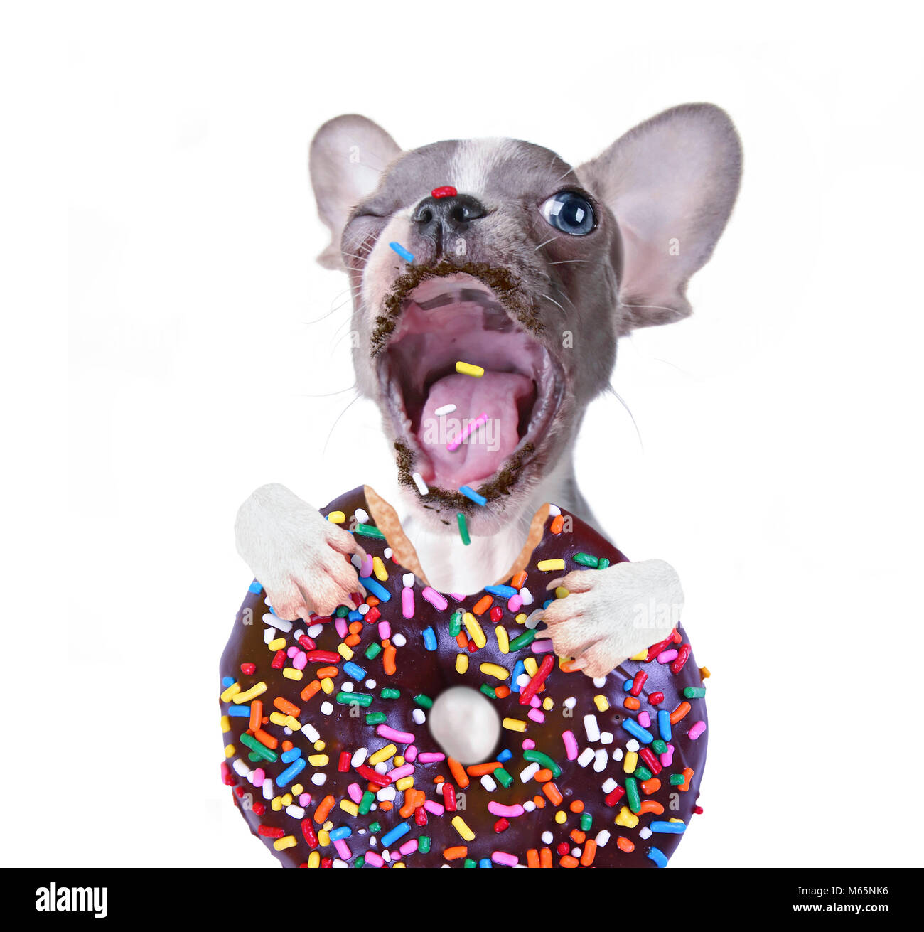 Mignon chiot bouledogue français de prendre une bouchée de géant un donut au chocolat avec nutrifer photo studio shot sur un cas isolé sur fond blanc Banque D'Images