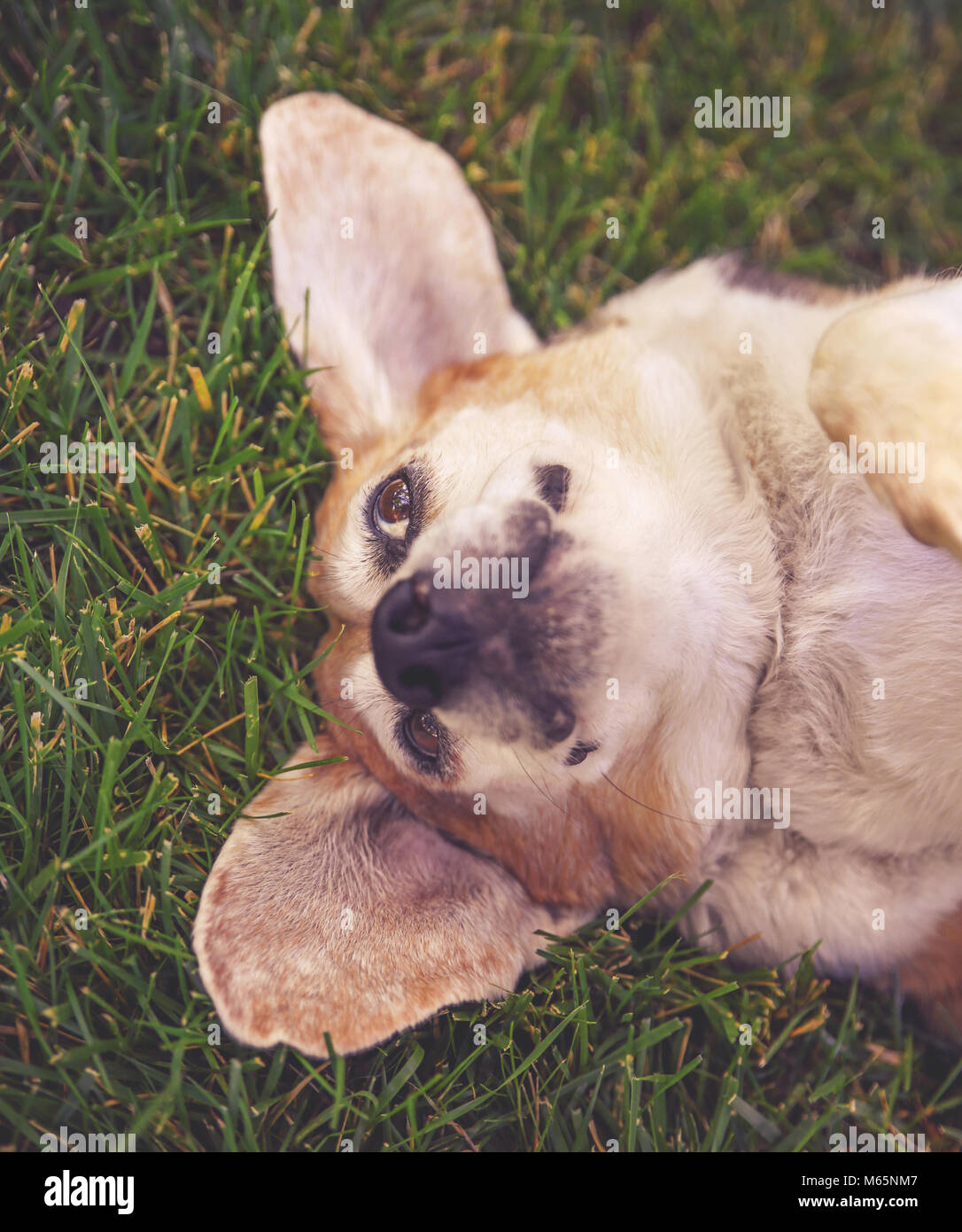 Beagle senior mignon se reposant dans l'herbe à la recherche au loin dans un parc ou jardin sur pelouse verte fraîche Banque D'Images