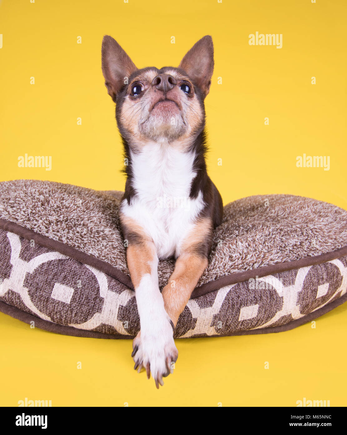 Prise de vue au grand angle d'un mignon chihuahua à à la mendicité, assis sur un lit pour animaux de compagnie sur un fond jaune isolé Banque D'Images