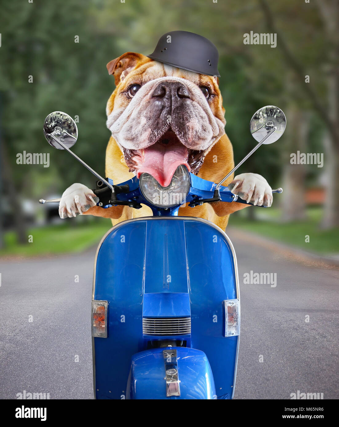 Bull dog à cheval sur un scooter dans une rue urbaine résidentielle avec un casque sur la langue et Banque D'Images