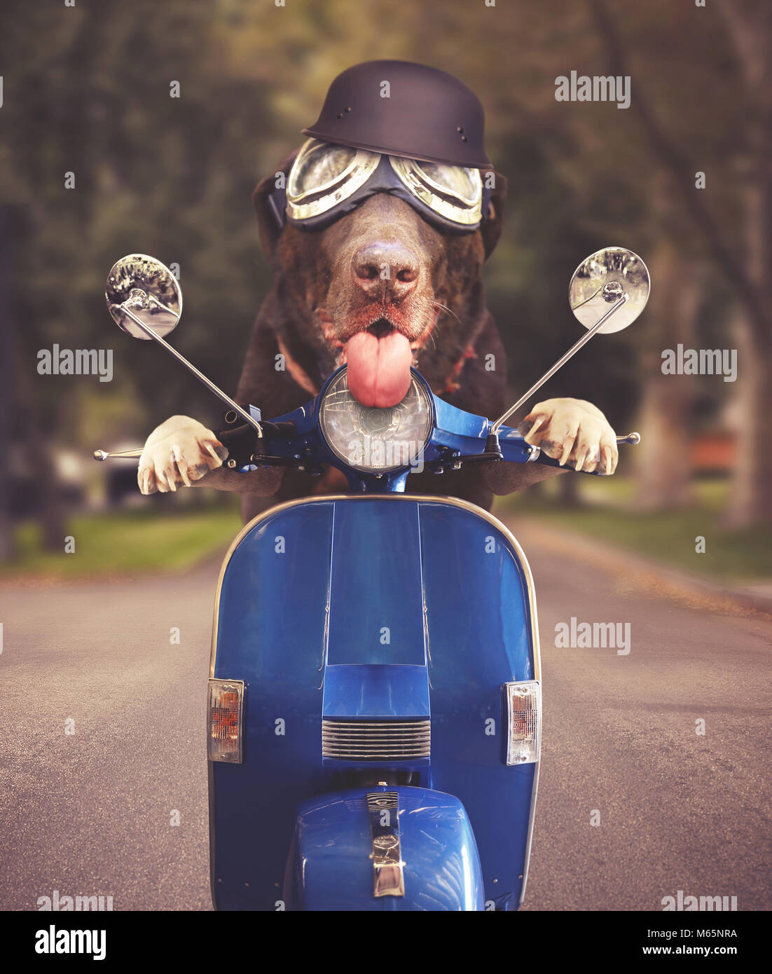 Laboratoire de chocolat portant goggle équitation sur un scooter dans une rue urbaine résidentielle avec un casque sur la tête et la langue tachée retro vintage instag Banque D'Images