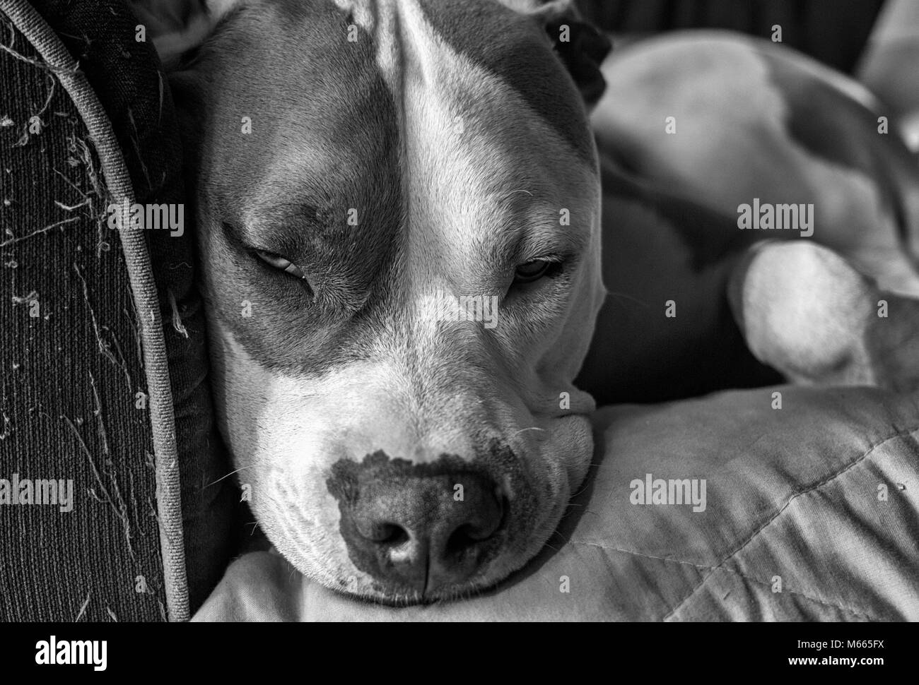 Un chien pitbull de race mixte (American Staffordshire Pit Bull Terrier et American Pit Bull Terrier) (Canis lupus familiaris) déchire sur un canapé. Banque D'Images