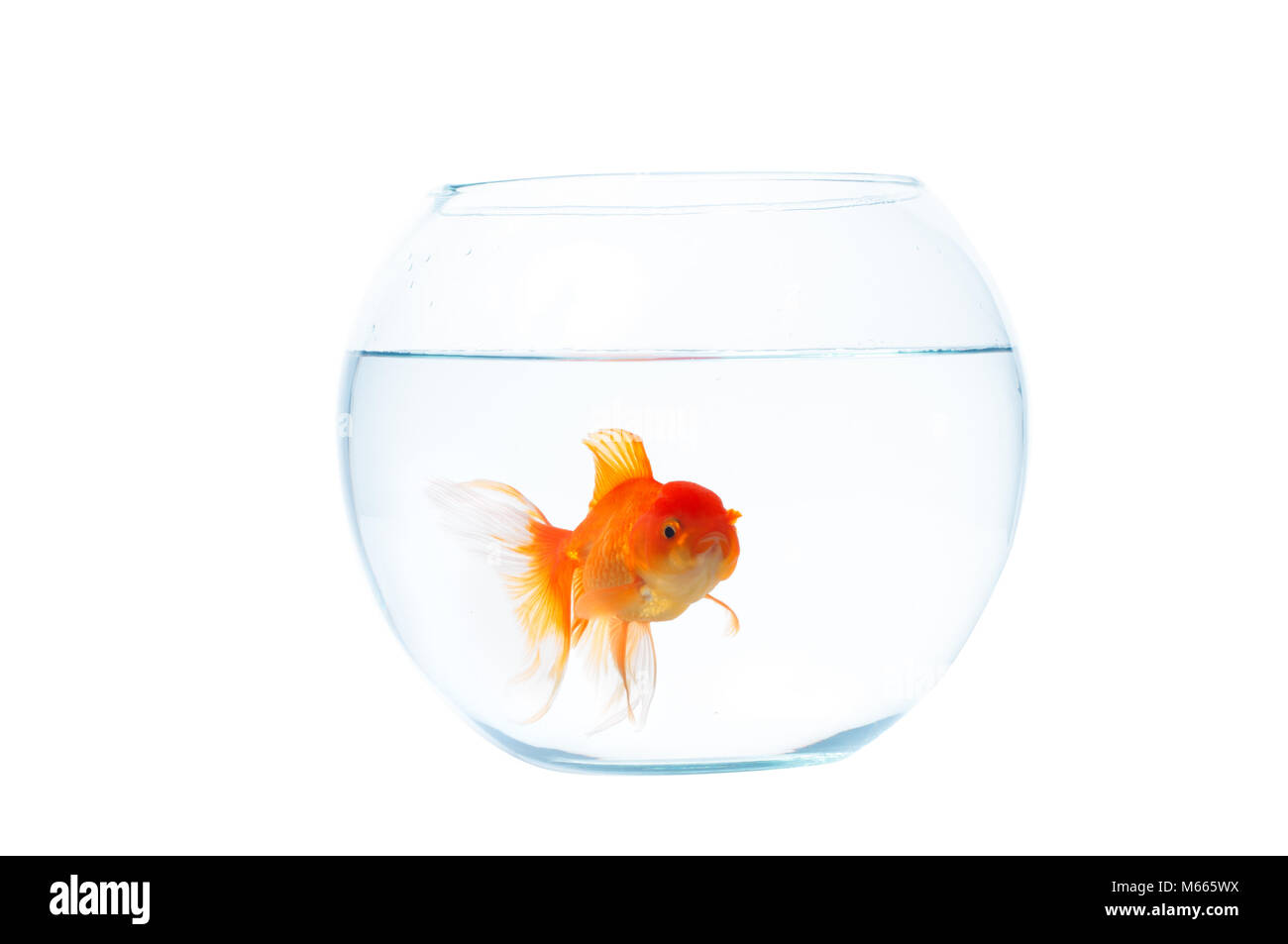 Poisson Rouge Bocal Avec L Isolement Sur Le Fond Blanc Photo Stock Alamy