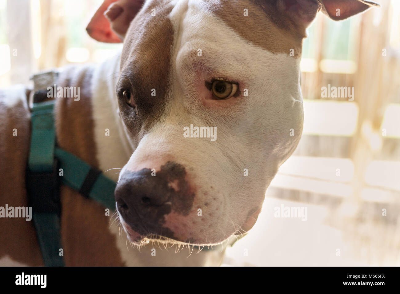 Un chien mixte (American Staffordshire Pit Bull Terrier et American Pit Bull Terrier) (Canis lupus familiaris) se tourne pour écouter, semble triste. Banque D'Images