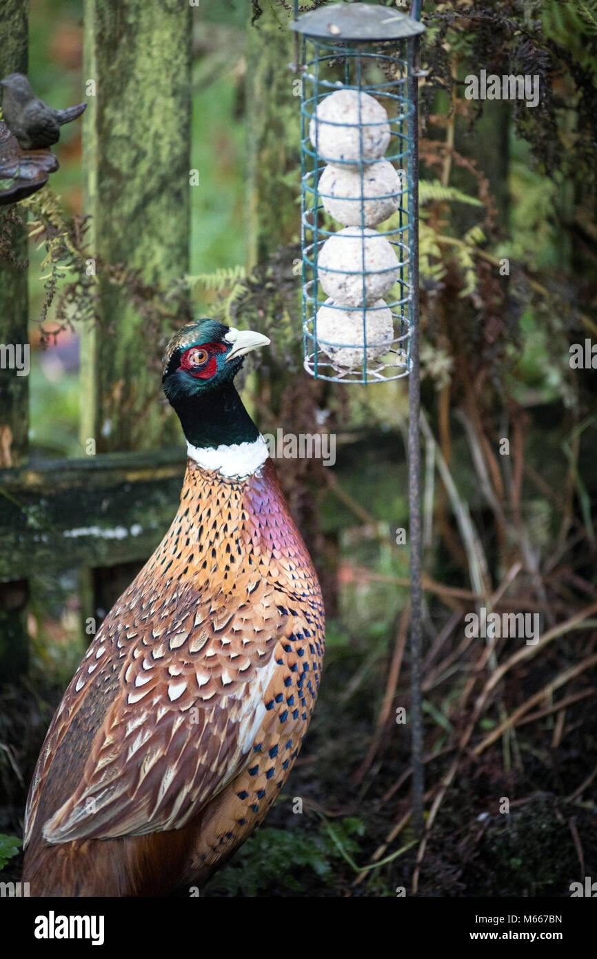 Un merle yeux boules de graisse jusqu'à une mangeoire dans un jardin dans le West Yorkshire Banque D'Images