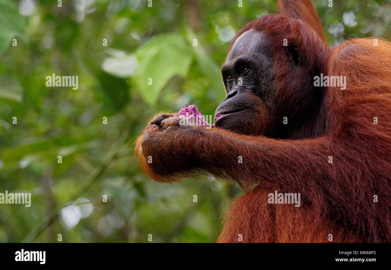 L'orang-outan de Bornéo au centre de réhabilitation de faune Semenggoh, Kuching, Sarawak, Malaisie, île de Bornéo Banque D'Images
