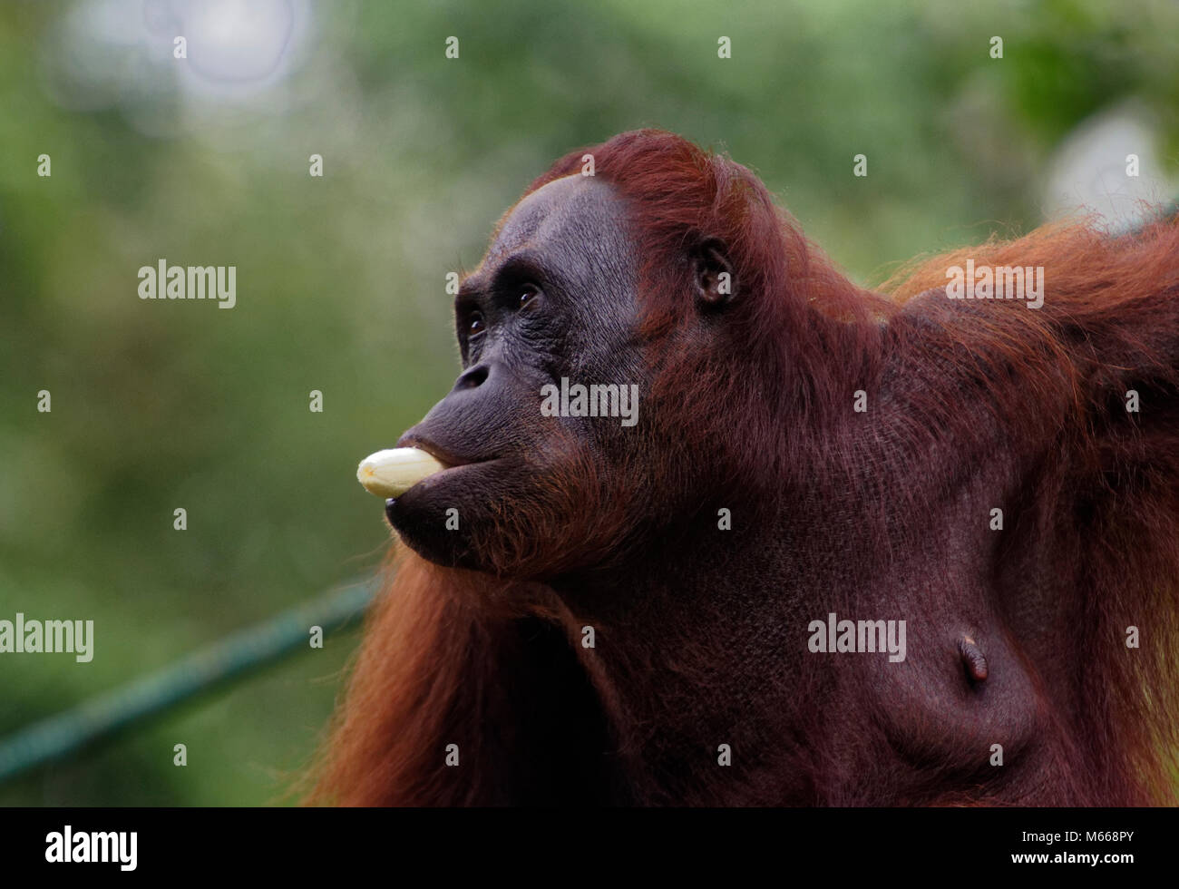 L'orang-outan de Bornéo au centre de réhabilitation de faune Semenggoh, Kuching, Sarawak, Malaisie, île de Bornéo Banque D'Images