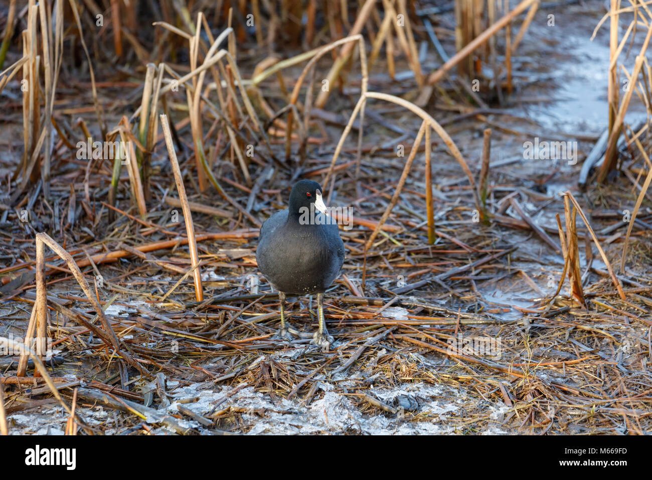 Foulque d'oiseau en hiver à BC Canada Banque D'Images