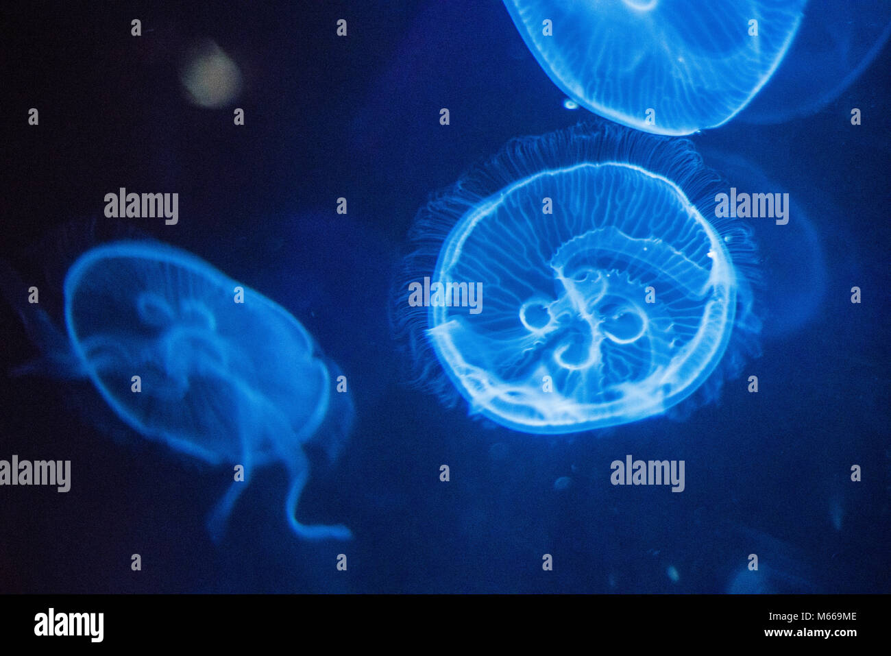 Méduse de lune (Aurelia aurita) Banque D'Images