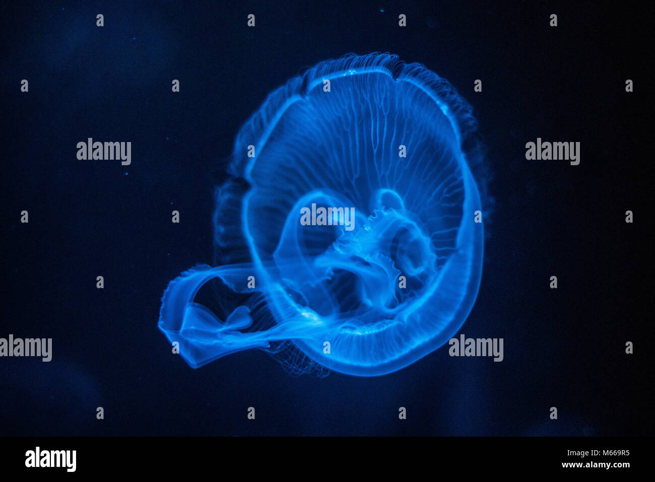 Méduse de lune (Aurelia aurita) Banque D'Images