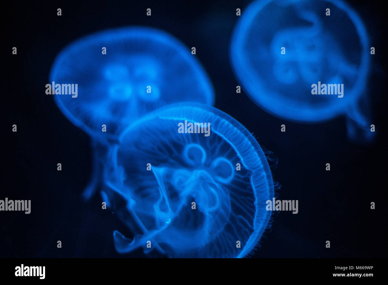 Méduse de lune (Aurelia aurita) Banque D'Images