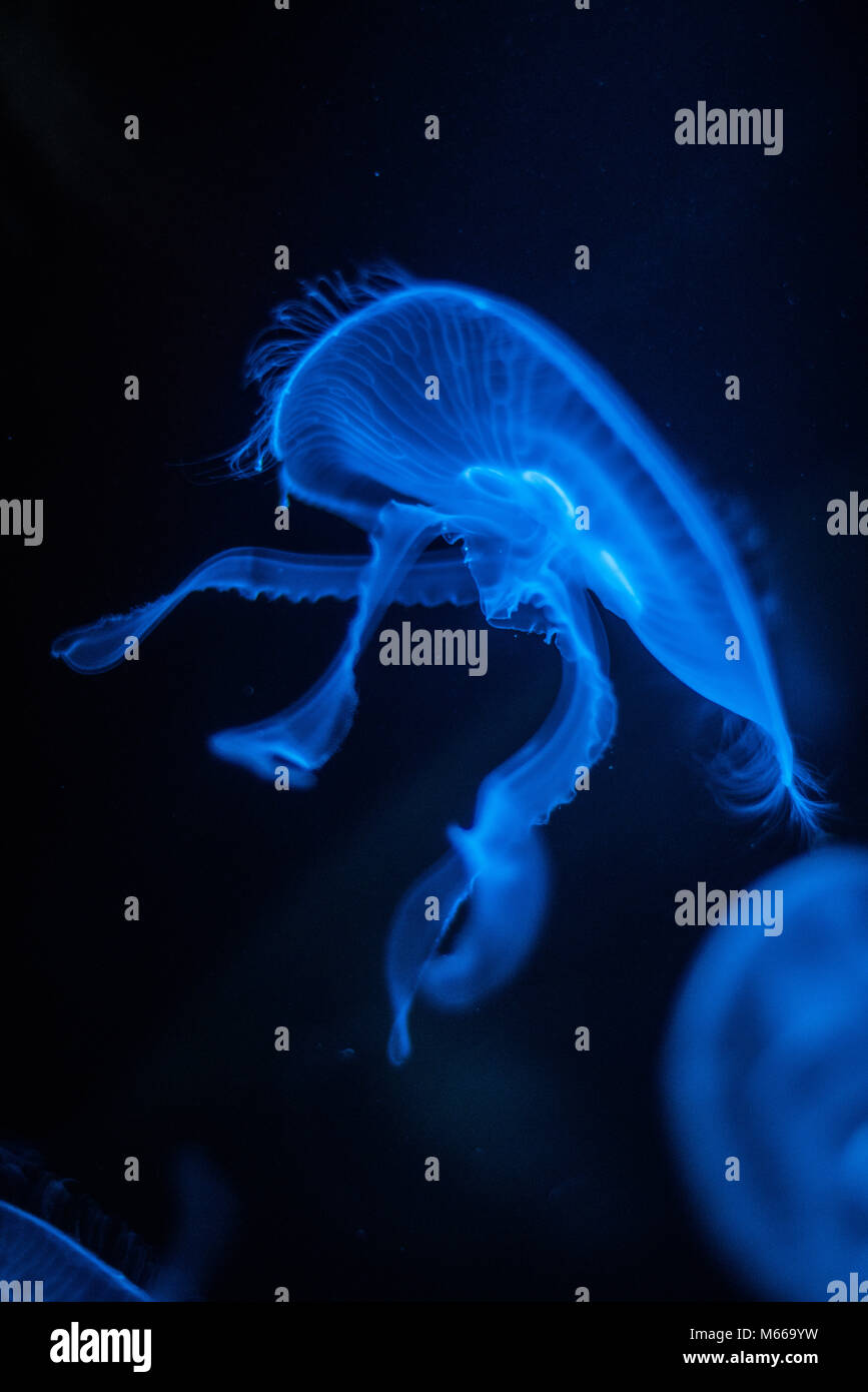 Méduse de lune (Aurelia aurita) Banque D'Images