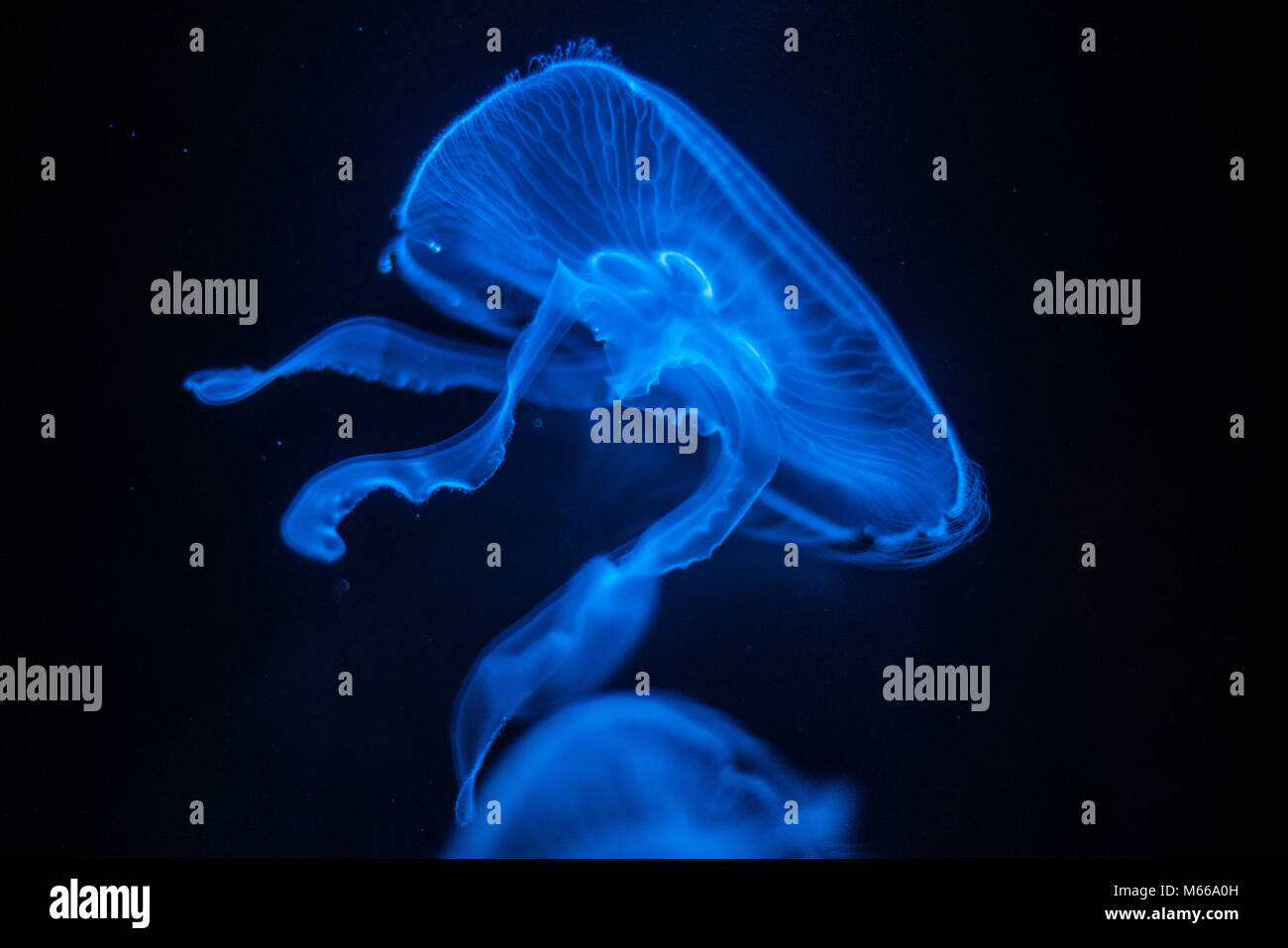 Méduse de lune (Aurelia aurita) Banque D'Images