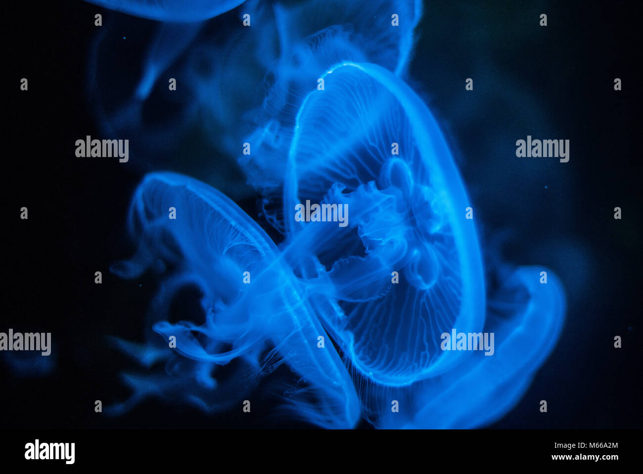 Méduse de lune (Aurelia aurita) Banque D'Images