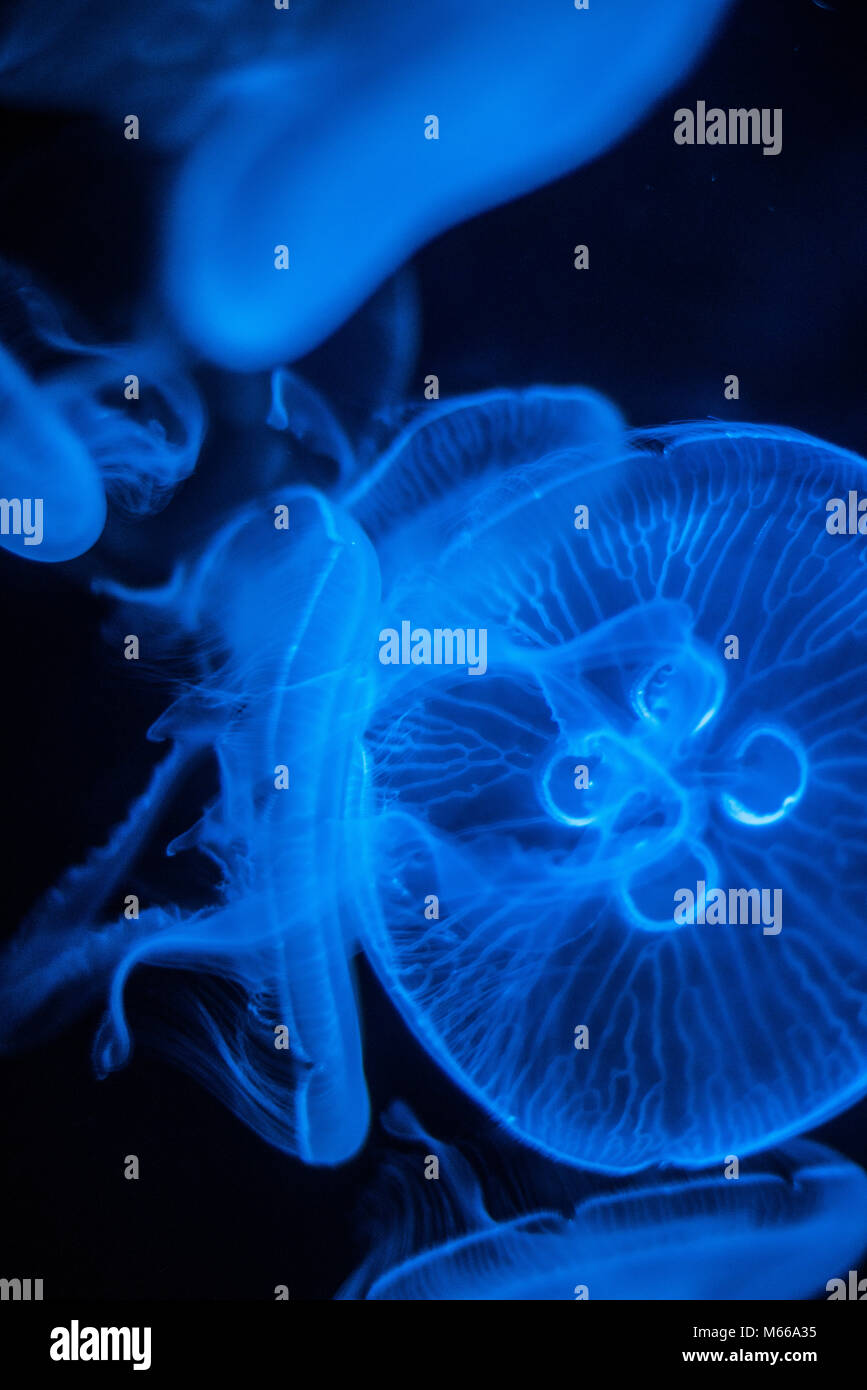 Méduse de lune (Aurelia aurita) Banque D'Images
