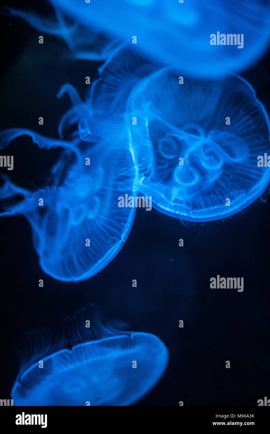 Méduse de lune (Aurelia aurita) Banque D'Images