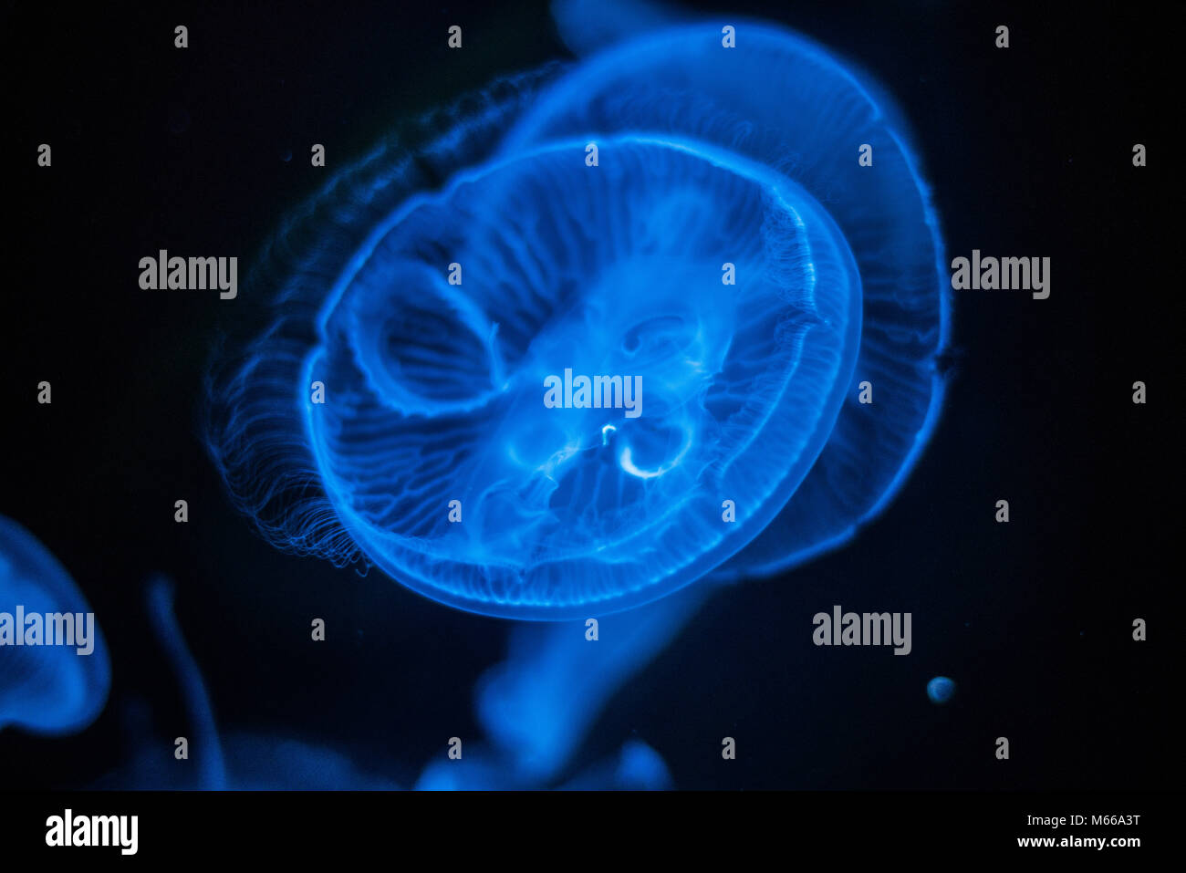 Méduse de lune (Aurelia aurita) Banque D'Images