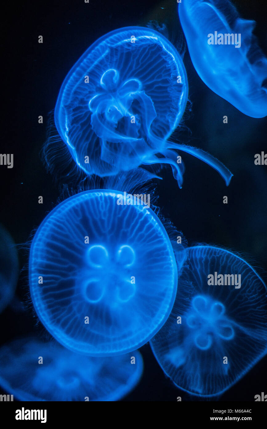Méduse de lune (Aurelia aurita) Banque D'Images