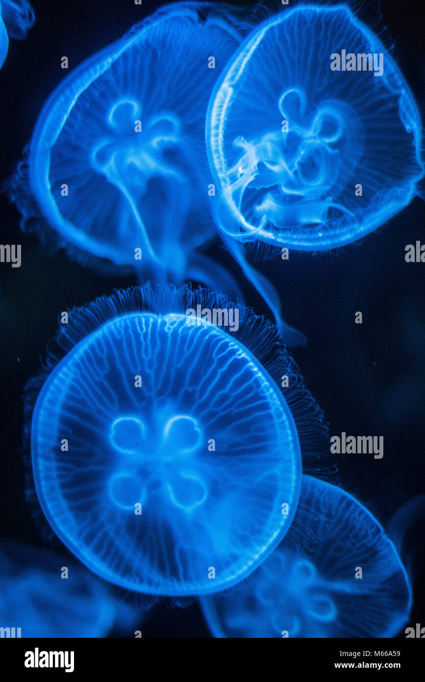 Méduse de lune (Aurelia aurita) Banque D'Images