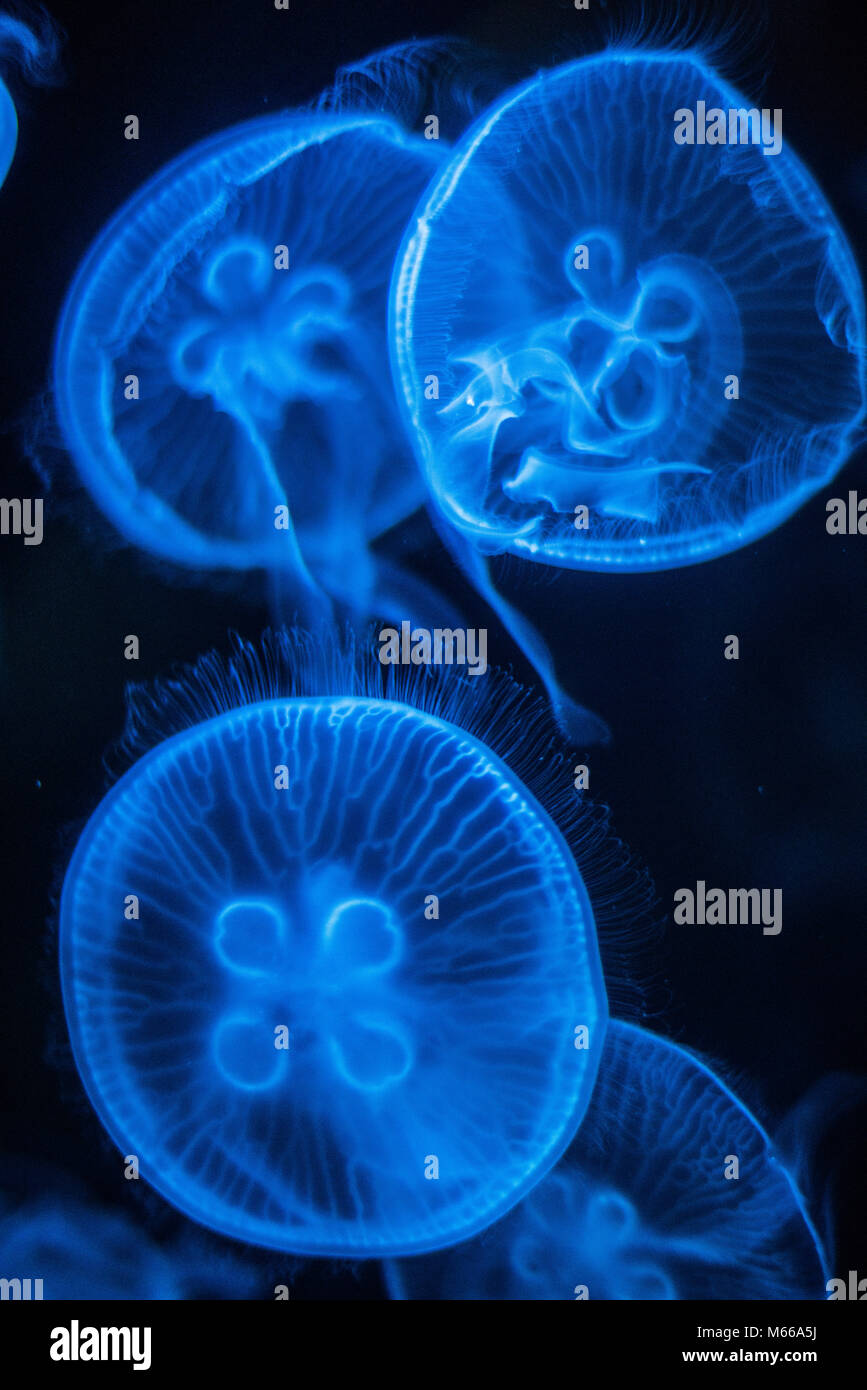 Méduse de lune (Aurelia aurita) Banque D'Images