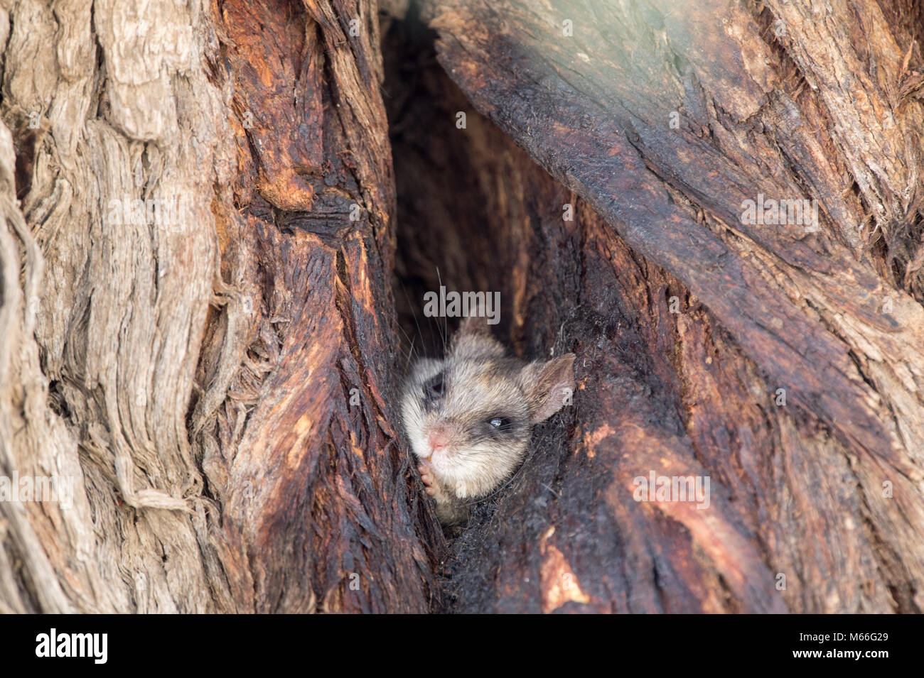 Rat d'arbre à queue noire dans un arbre d'épine de chameau, Afrique du Sud Banque D'Images