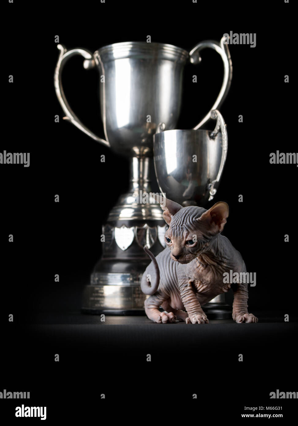 Chaton Spynx à côté de deux trophées Banque D'Images Chaton Spynx à côté de deux trophées Banque D'Images