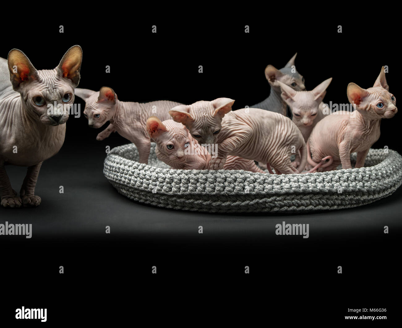 Sept chatons sphynx dans un lit de chat Banque D'Images Sept chatons sphynx dans un lit de chat Banque D'Images
