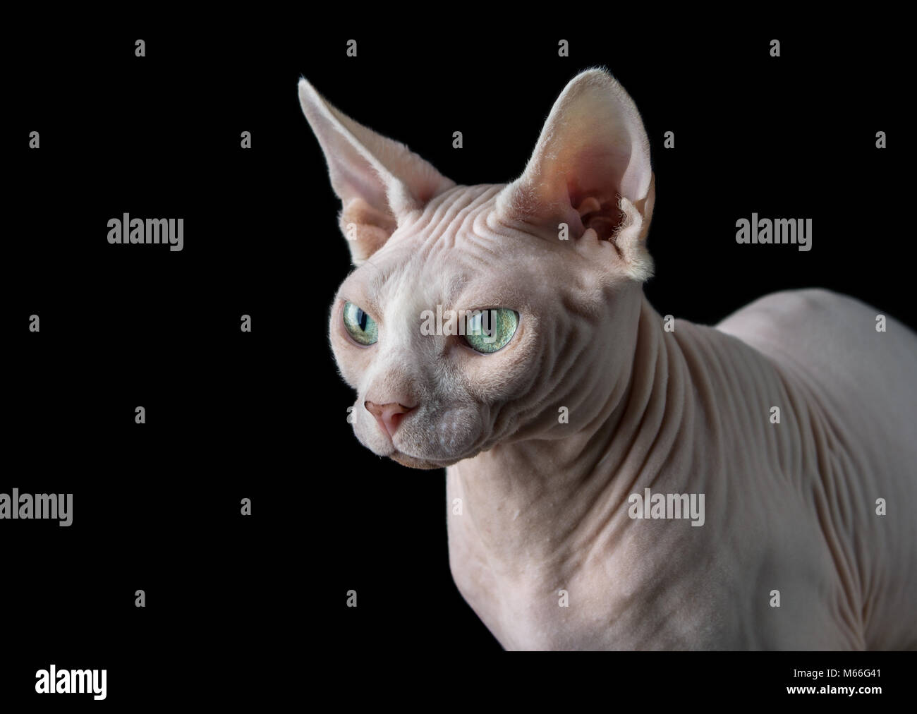 Portrait d'un chat sphynx Banque D'Images Portrait d'un chat sphynx Banque D'Images