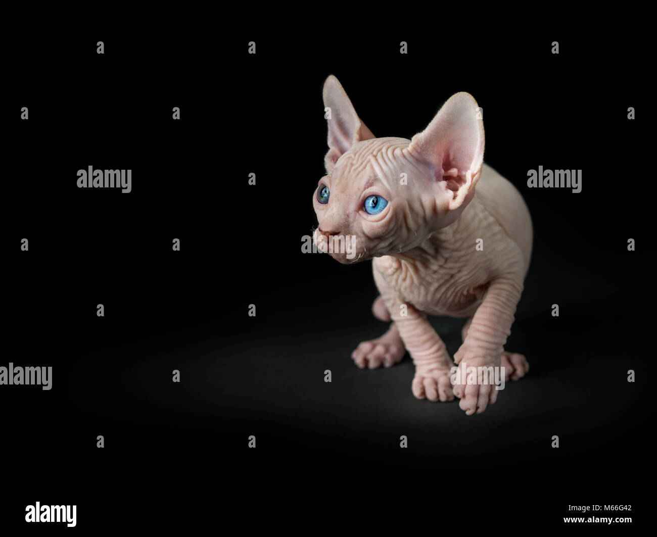 Portrait d'un chat sphynx Banque D'Images Portrait d'un chat sphynx Banque D'Images