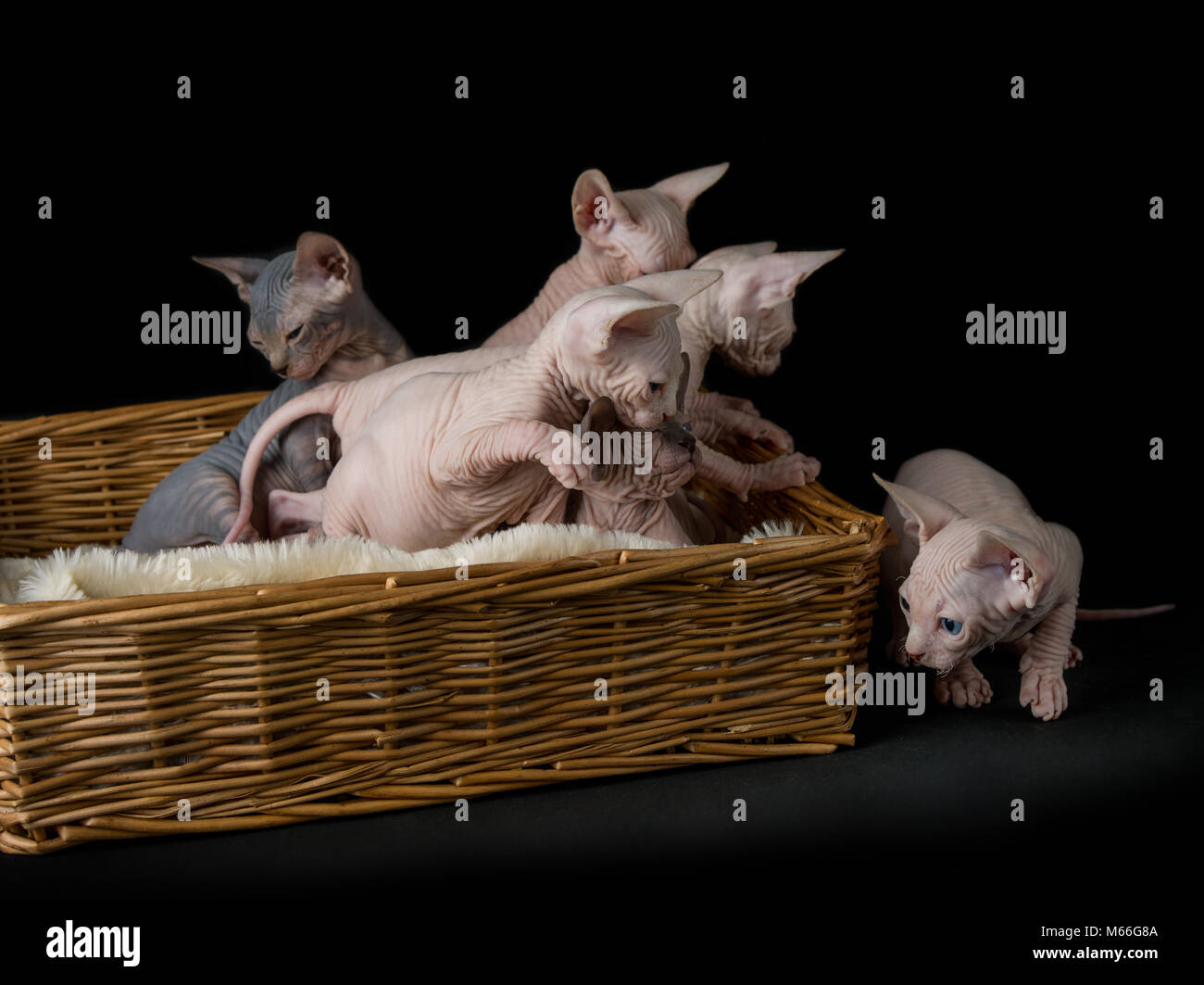 Six chatons sphynx dans un lit de chat Banque D'Images Six chatons sphynx dans un lit de chat Banque D'Images